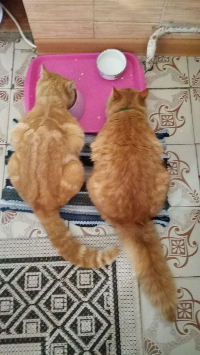 ��� ������- ���������