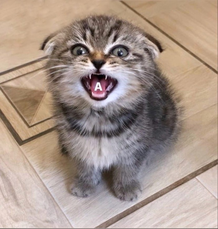 Когда вискас закончился