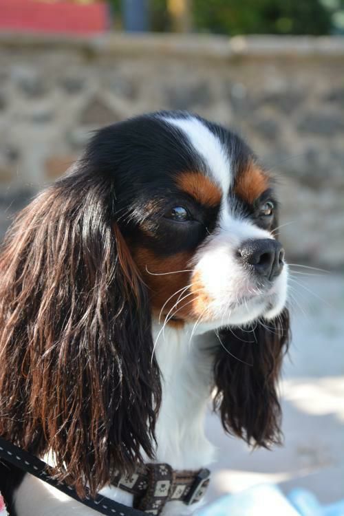 Ушастик по имени Черника