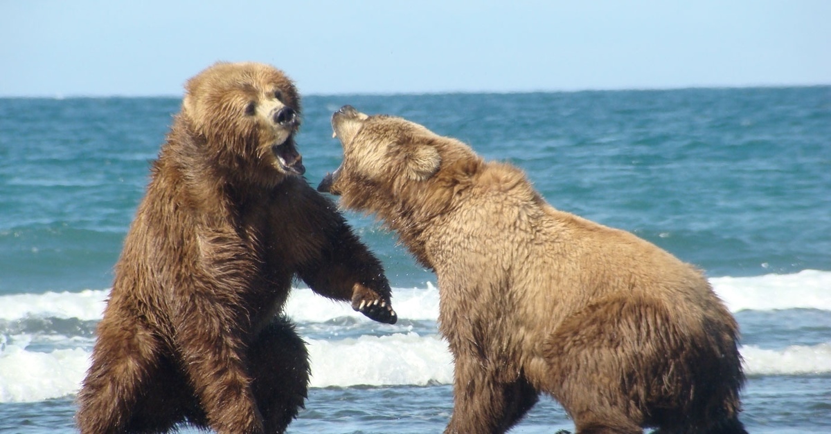 Кто сильнее медведи или бурые медведи. Бурый медведь Кадьяк. Аляскинский бурый медведь Кадьяк. Остров Кадьяк бурый медведь. Аляскинский медведь Кадьяк.