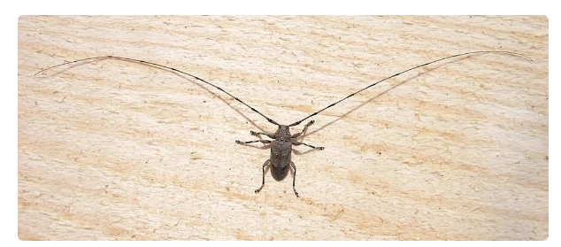 Волосогрызка: Почему считается, что эти сибирские жуки опасны для волос? |  Пикабу