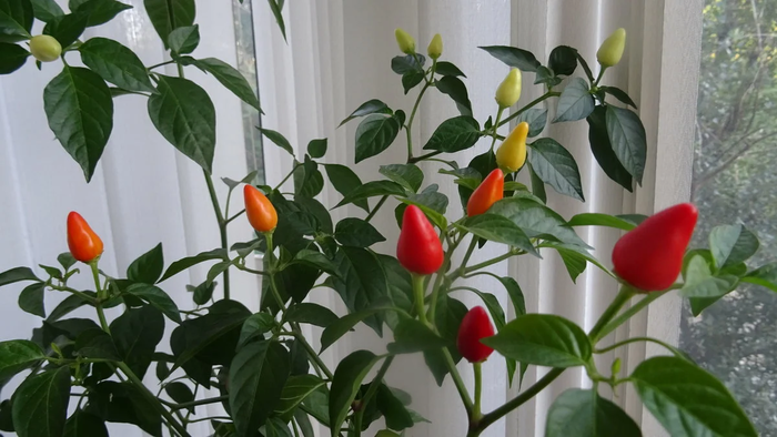 Ищу перцевода