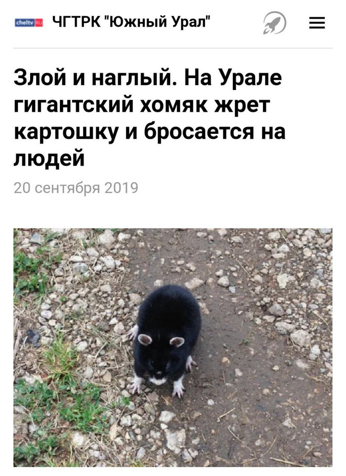 Я тоже своего рода хомяк