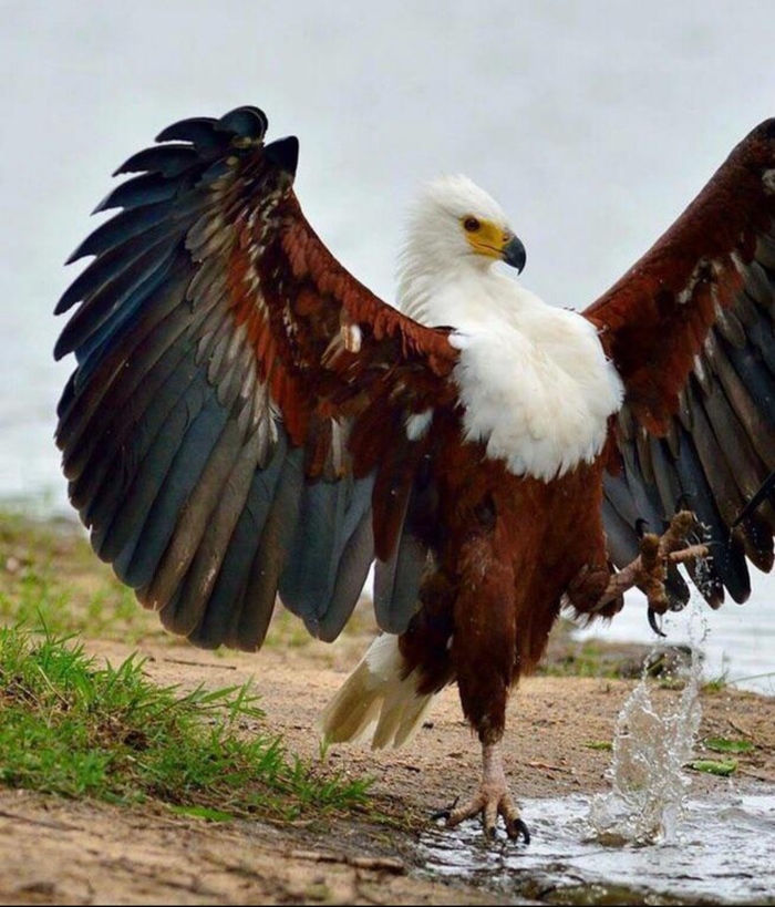    (Haliaeetus voiceifer) , , 