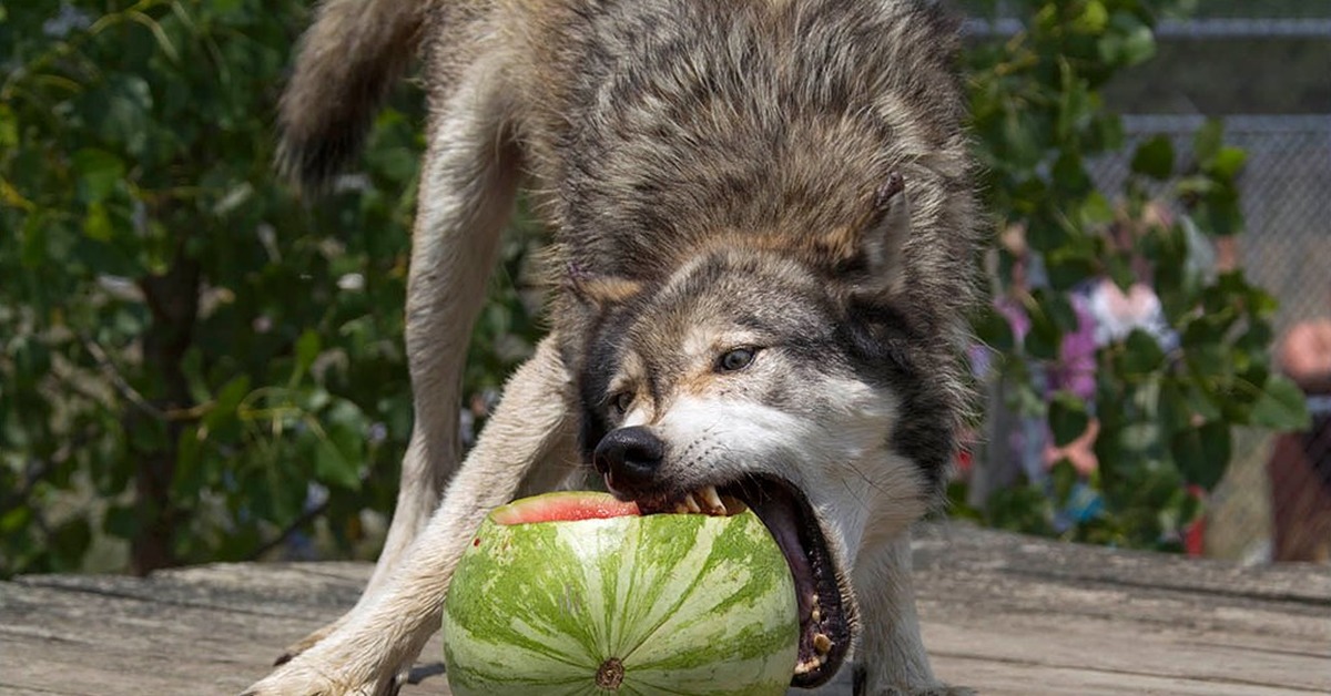 Рацион хищников. Волк ест Арбуз. Волк с арбузом.