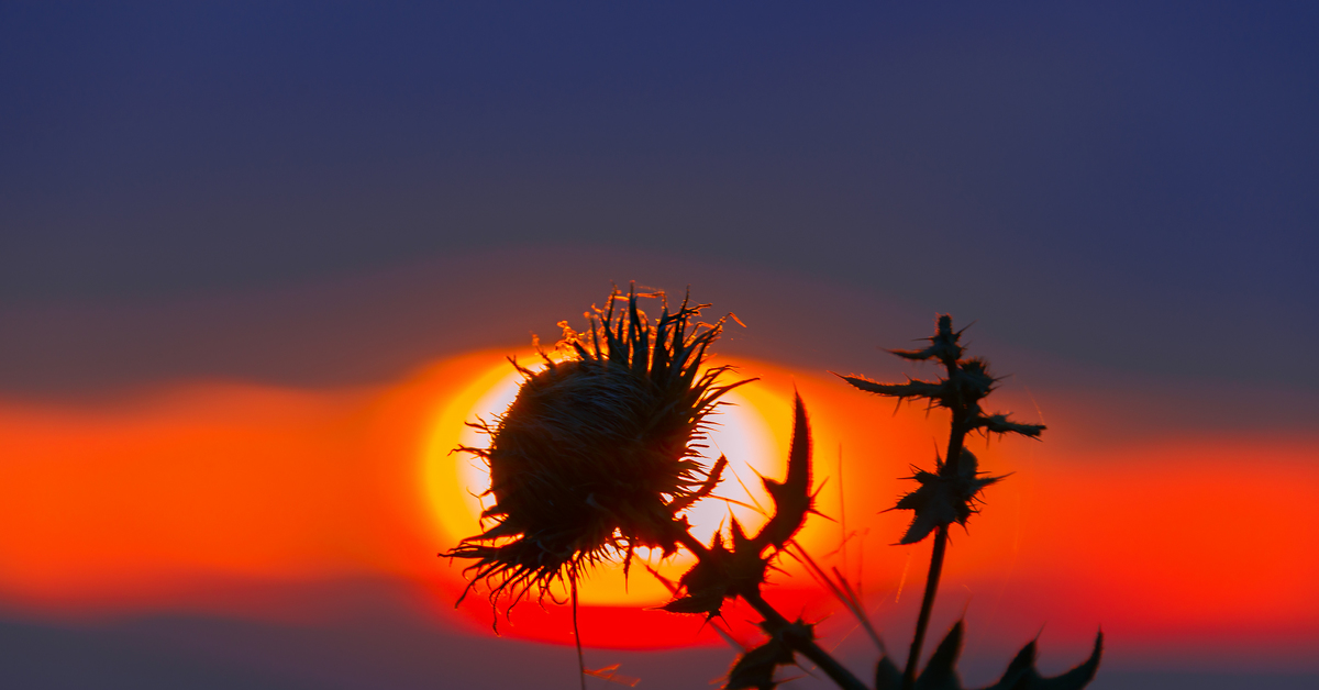 Чертополох растение сухой. Солнышко солнышко жгучее колючки. Солнышко колючие. Колючее солнышко. Солнышко колючие.