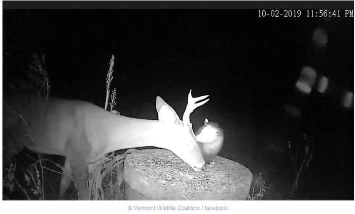 Ничего необычного, просто оппосум облизывает косулю