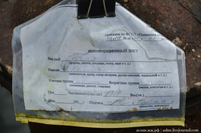 Как выращивают форель в Адлере Рыба, Форель, Как это сделано, Длиннопост, Разведение