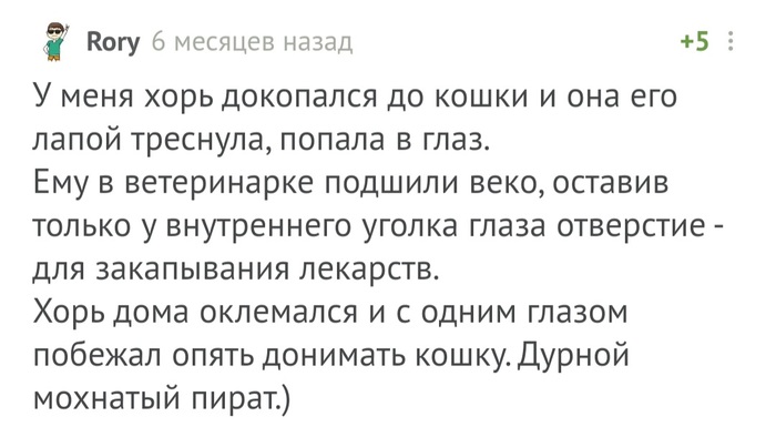 смешная история про хорька. Смотреть фото смешная история про хорька. Смотреть картинку смешная история про хорька. Картинка про смешная история про хорька. Фото смешная история про хорька