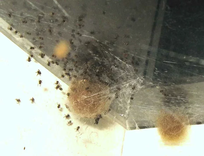 Куда все насекомые деваются осенью? Вроде очевидно, но если глянуть глубже, то интересно Насекомые, Спячка, Книга животных, Яндекс Дзен, Длиннопост Куда все насекомые деваются осенью? Вроде очевидно, но если глянуть глубже, то интересно Насекомые, Спячка, Книга животных, Яндекс Дзен, Длиннопост