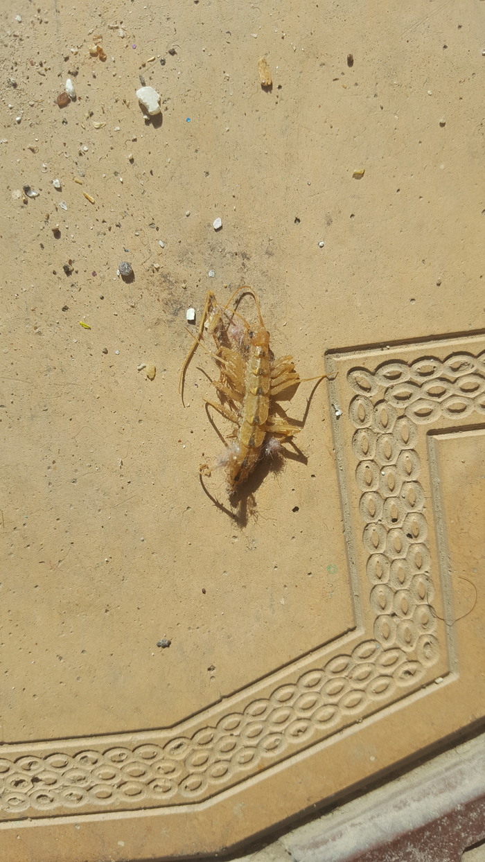 Люди помогите, знаете кто это? оченама страшно