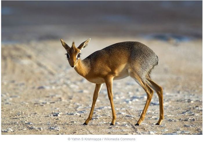 Кот из Шрека обзавидовался бы таким глазам