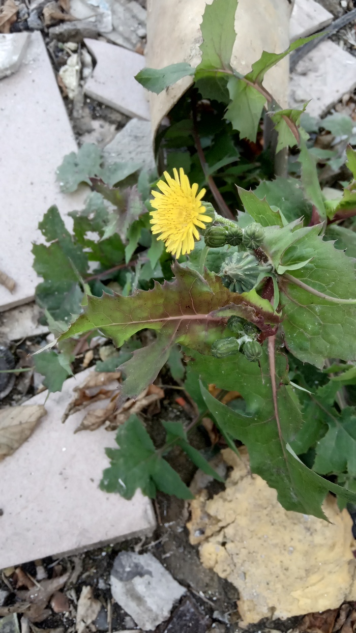 Простой осенний одуван на свалке истории