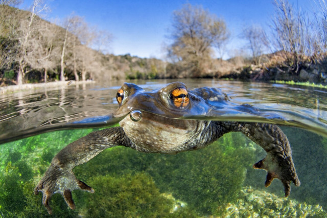Close-Up Photography Awards 2020 , , , 
