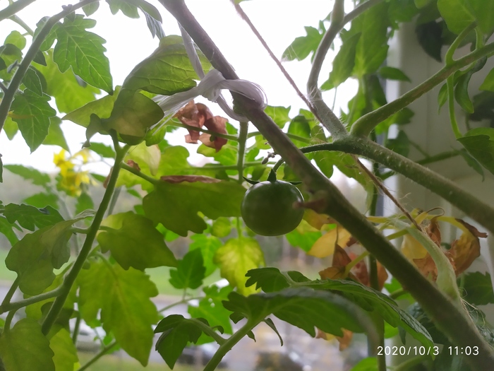 Выращиваем вкусные черри на подоконнике Помидоры, Удобрения, Огород на подоконнике, Огород, Длиннопост