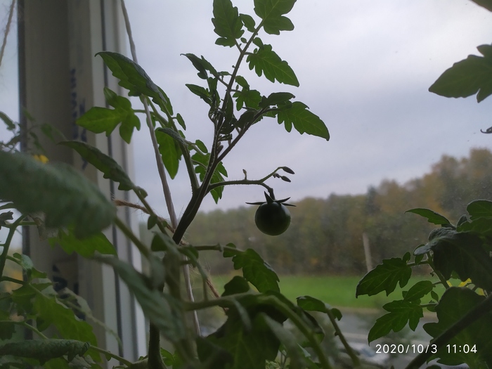 Выращиваем вкусные черри на подоконнике Помидоры, Удобрения, Огород на подоконнике, Огород, Длиннопост