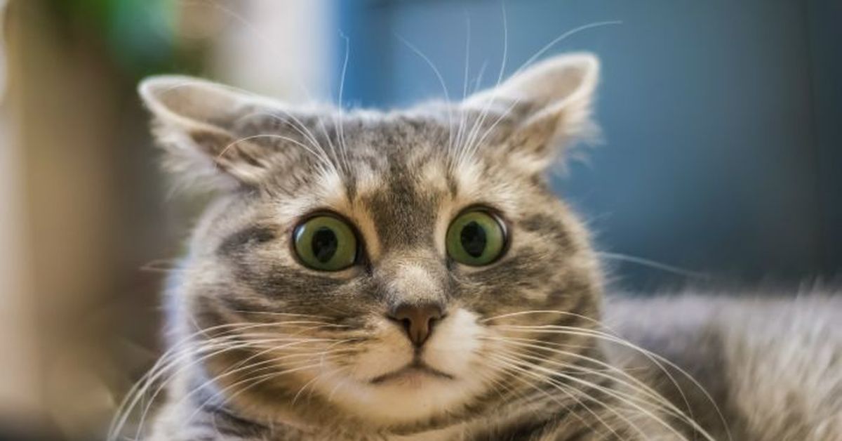 Глупенькие котики