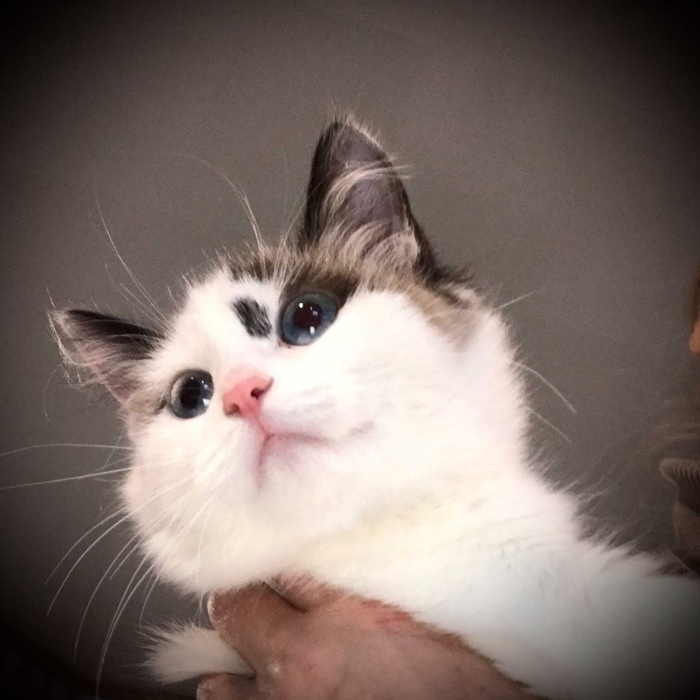 Где раздают корм для кошек Где раздают корм для кошек thumbnail