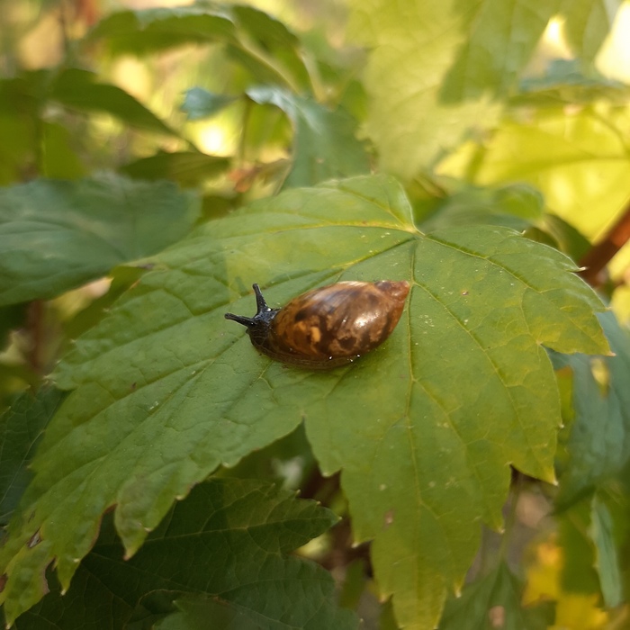 ������ ����