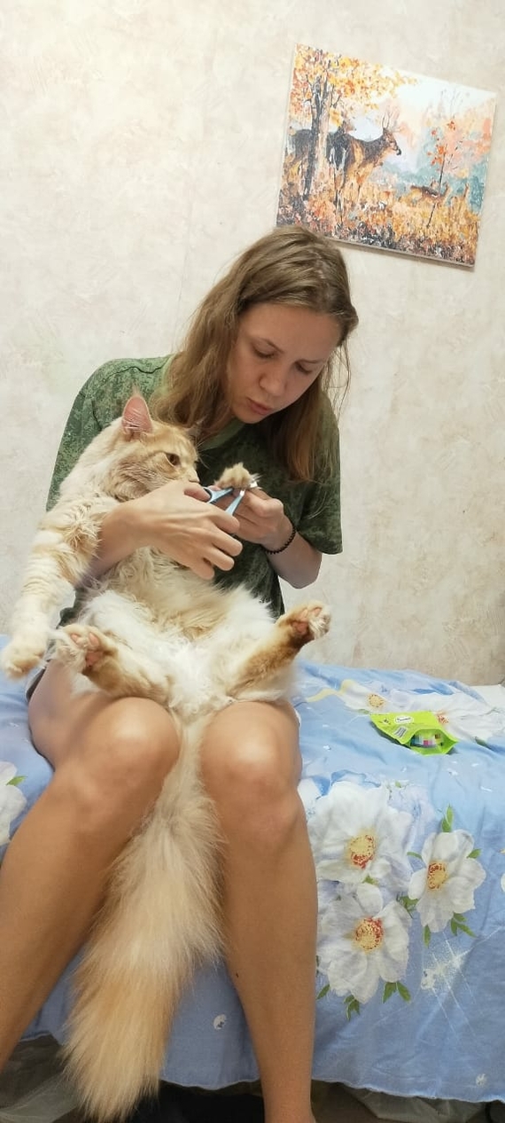 чем мыть мейн куна в домашних условиях. 1602931484130581381. чем мыть мейн куна в домашних условиях фото. чем мыть мейн куна в домашних условиях-1602931484130581381. картинка чем мыть мейн куна в домашних условиях. картинка 1602931484130581381.