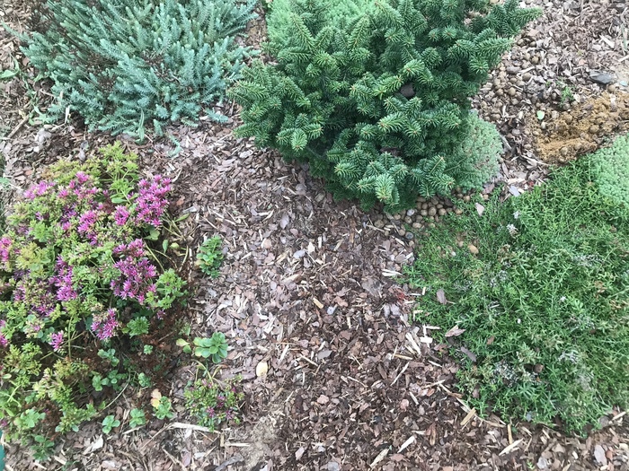 Моя любимая пихта