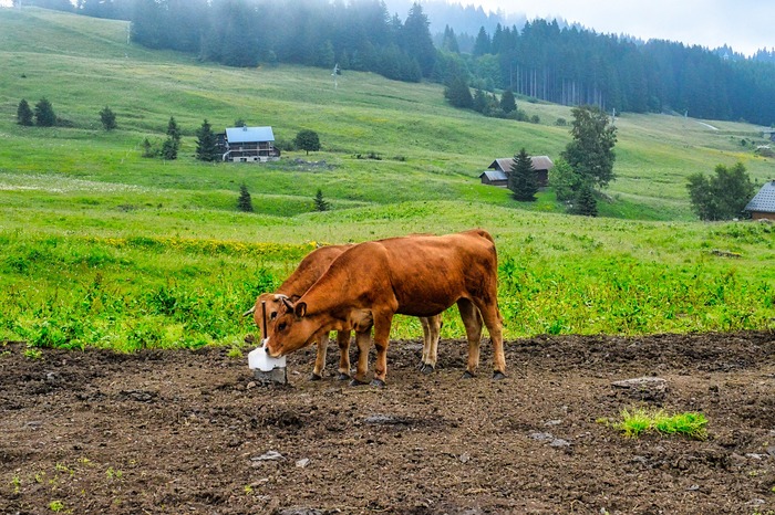 Дает прибавление в удое или дополнительные привесы