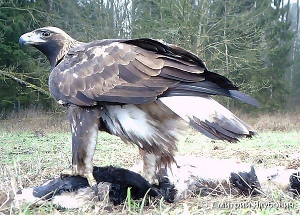   Aquila chrysaetos