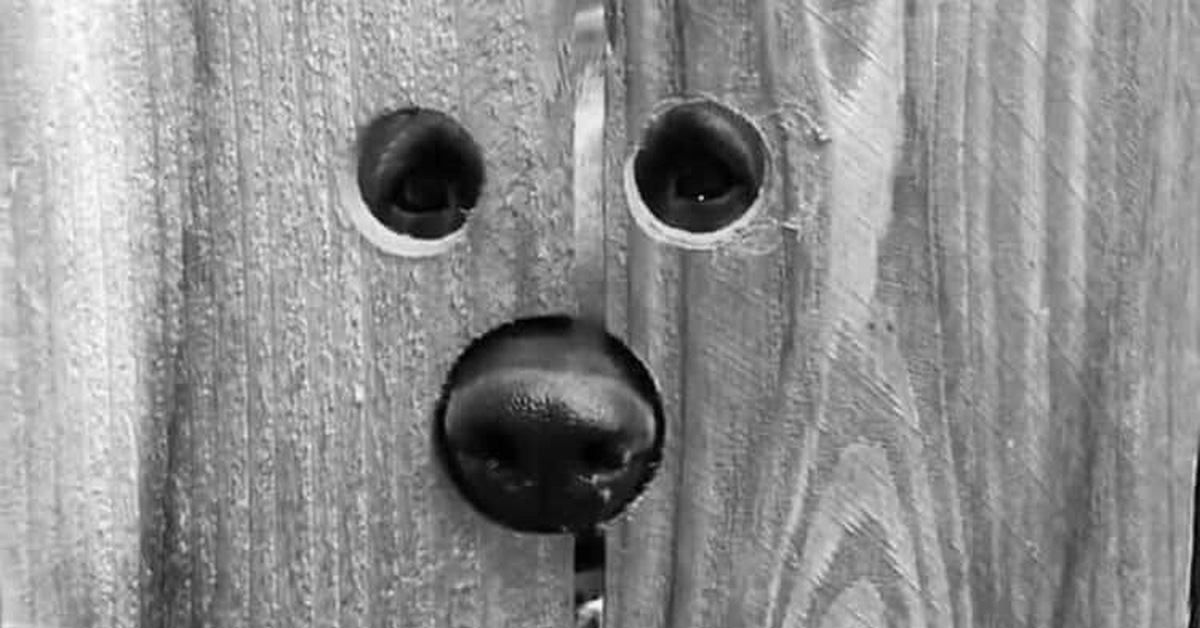 Дырки для подглядывания. Дырки в заборе для собак. Отверстие в заборе для собак смешные. Дырка в заборе. Собачки в дыре забора.