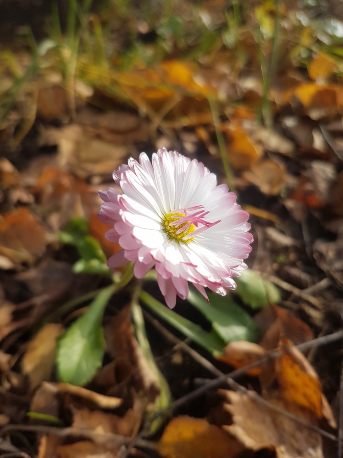 ��������� ��������