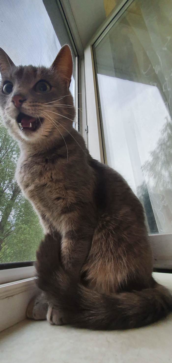 ������ �������