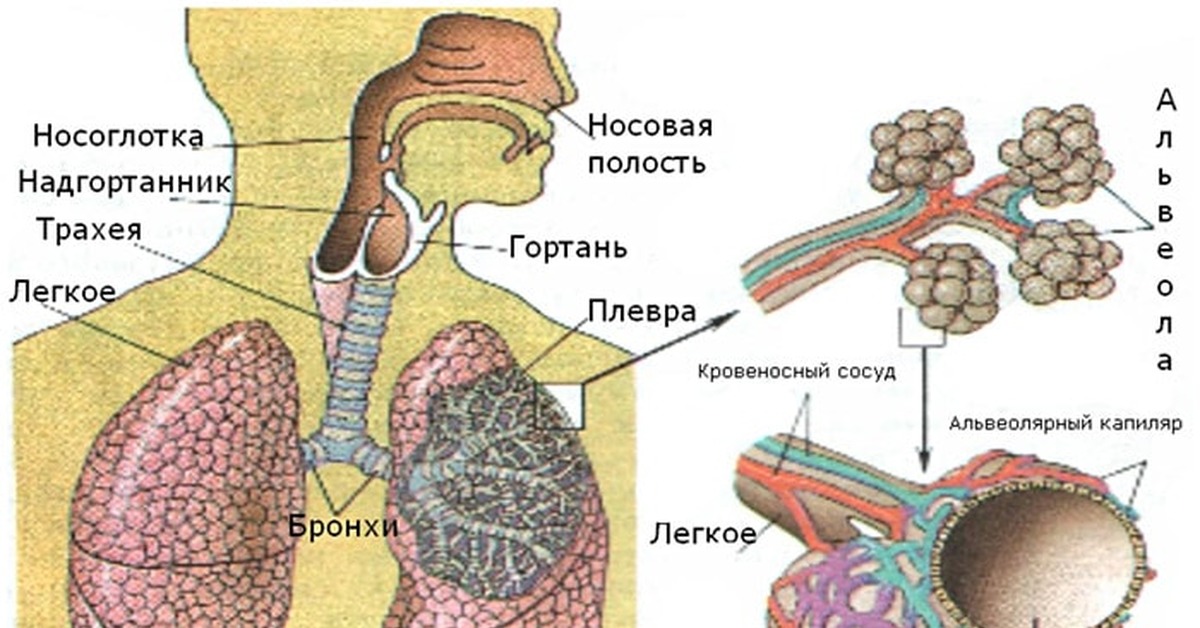 Респираторный бронх. Дыхательная система человека рисунок. Схема строения дыхательной системы.