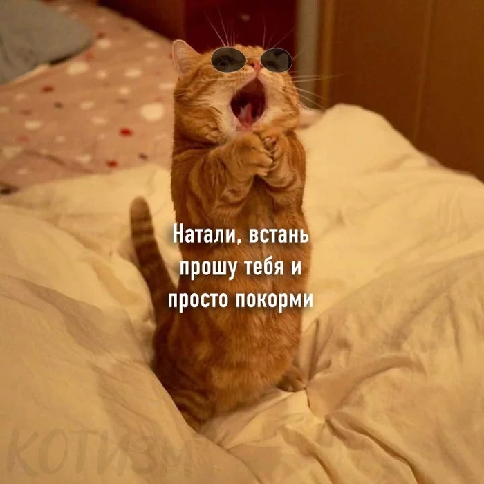 А теперь КотоЛепс Кот, Григорий Лепс, Длиннопост, Картинка с текстом