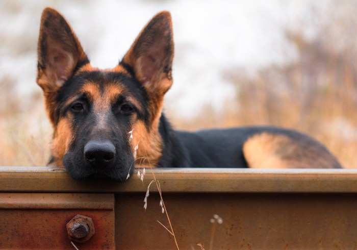 Мечты о юге