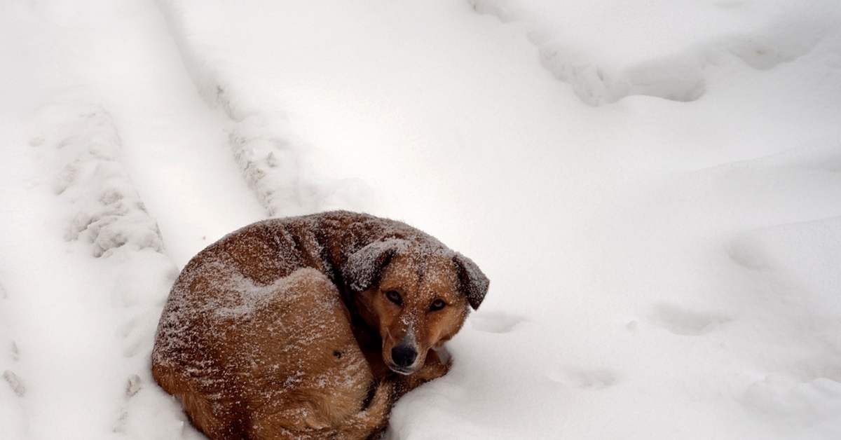 Снег голодный. Собака в снегу. Бездомные собаки зима. Бездомные животные зимой. Животные на улице зимой.