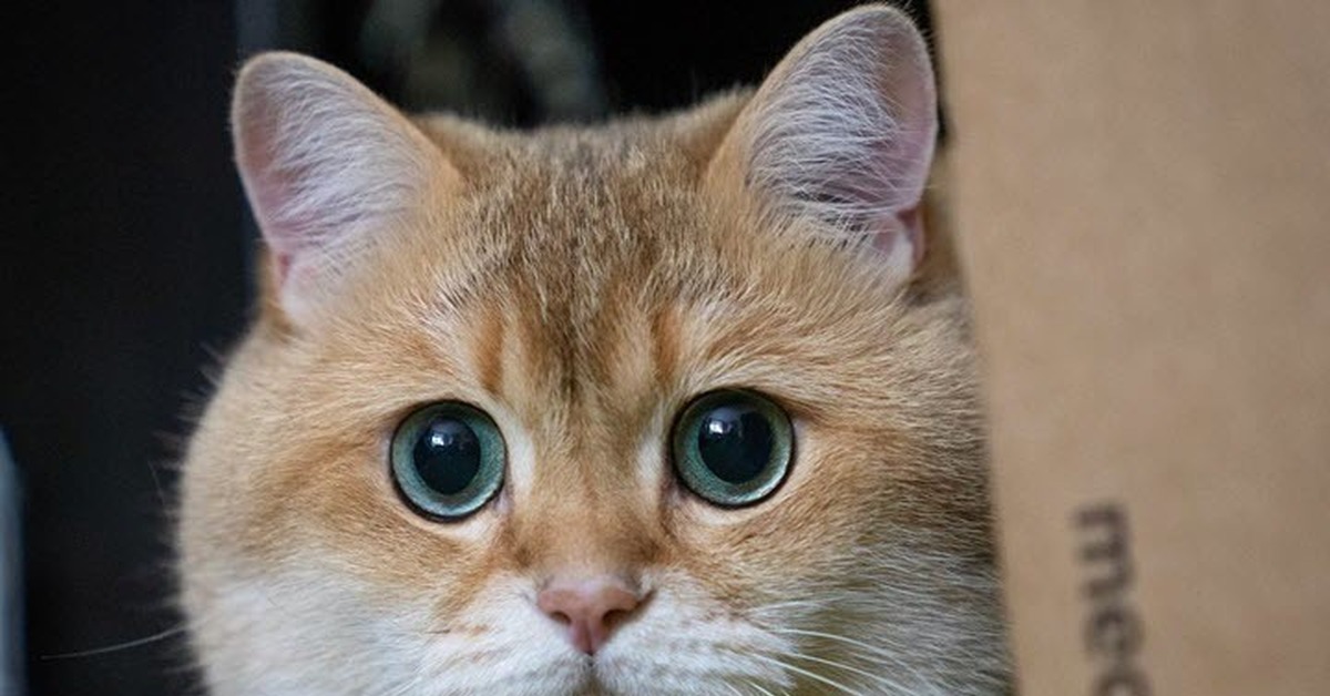 Туть кот