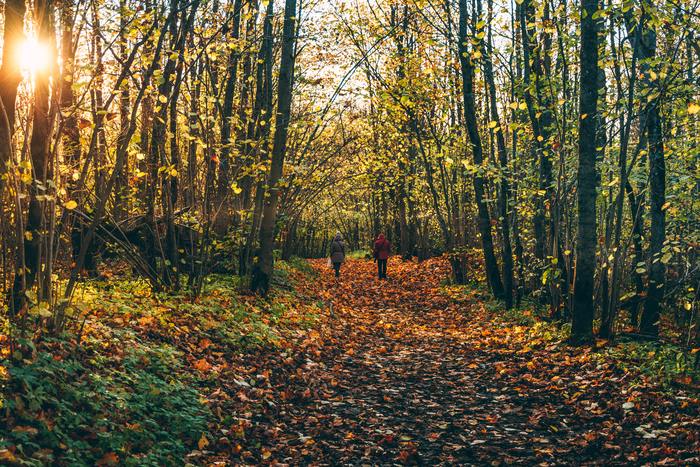 ������� ��������