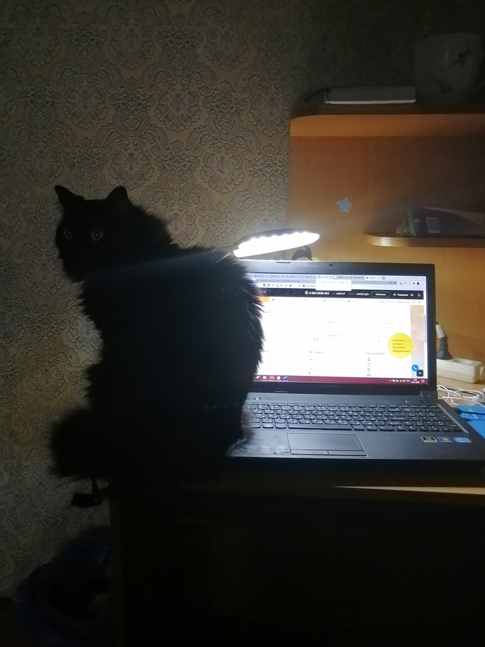 Моя Котолампа