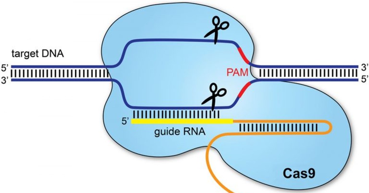 9 1 система. CRISPR cas9 технология. CRISPR/cas9 механизм. CRISPR cas9 схема. Редактирование генома с CRISPR/cas9.