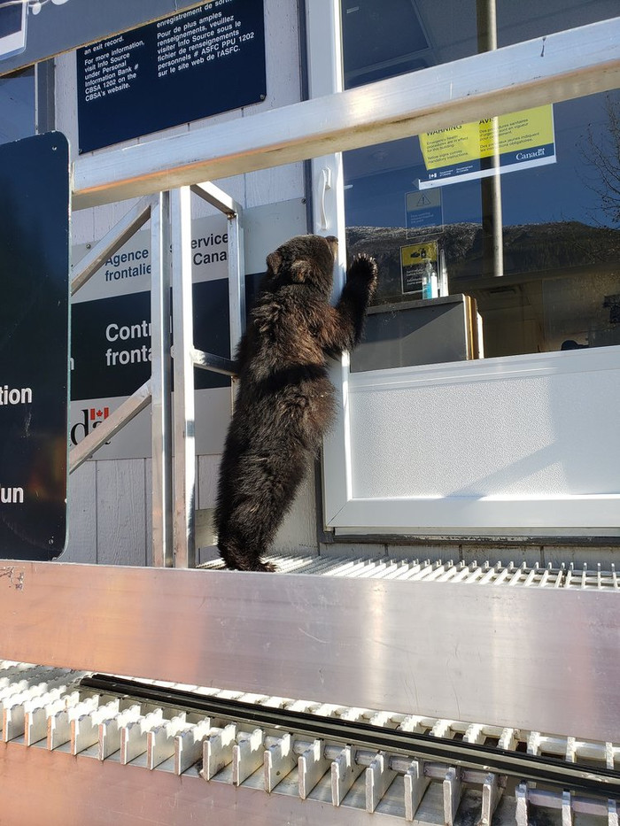 Несостоявшийся косолапый мигрант отправлен в приют для животных