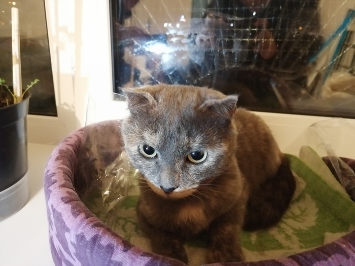 Найдена кошка. Нижний Новгород