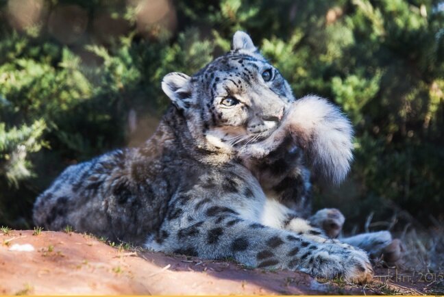 Так все-таки зачем снежный барс жует свой хвост? Снежный барс, Животные, Фотография, Видео, Длиннопост, Большие кошки, Хвост, Кот Так все-таки зачем снежный барс жует свой хвост? Снежный барс, Животные, Фотография, Видео, Длиннопост, Большие кошки, Хвост, Кот