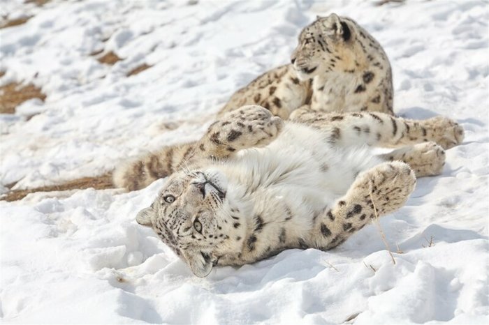 Так все-таки зачем снежный барс жует свой хвост? Снежный барс, Животные, Фотография, Видео, Длиннопост, Большие кошки, Хвост, Кот Так все-таки зачем снежный барс жует свой хвост? Снежный барс, Животные, Фотография, Видео, Длиннопост, Большие кошки, Хвост, Кот