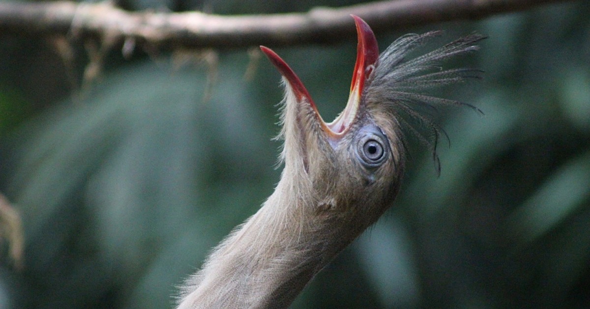 Cariama cristata