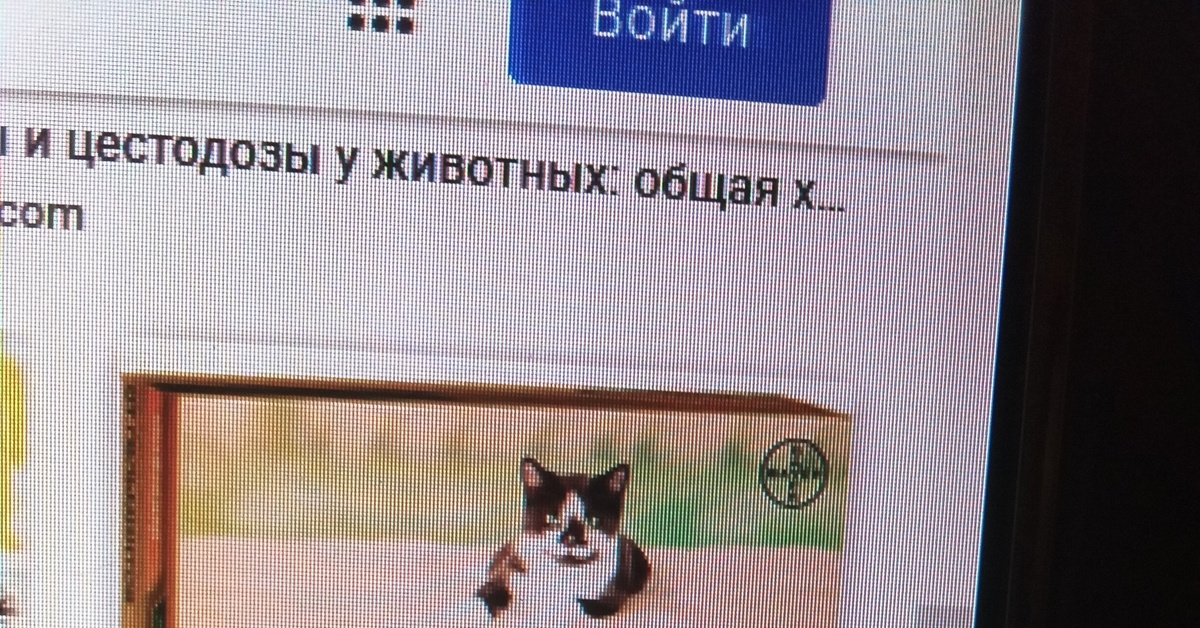 Кошачьи глисты | Пикабу