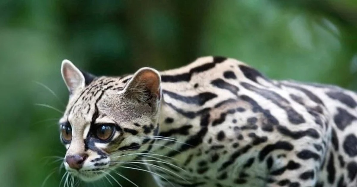 Порода кошки сканворд. Дикая кошка онцилла. Леопард онцилла. Онцилла Маргай. Тигровая кошка Дикая.