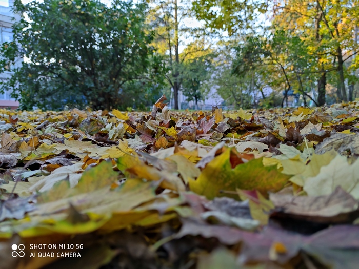 Осень и зелень осени Осень, Трава, Прогулка по городу, Длиннопост
