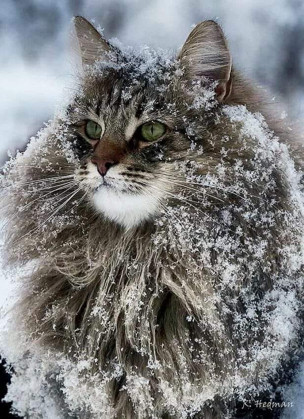 Как сделать гриву для кота. Смотреть фото Как сделать гриву для кота. Смотреть картинку Как сделать гриву для кота. Картинка про Как сделать гриву для кота. Фото Как сделать гриву для кота