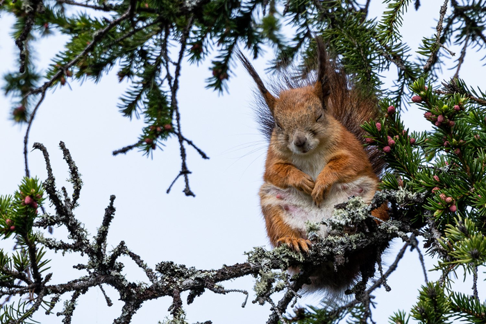 Белка-мама дремлет на ветке...
