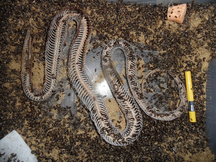 le serpent d ocean история