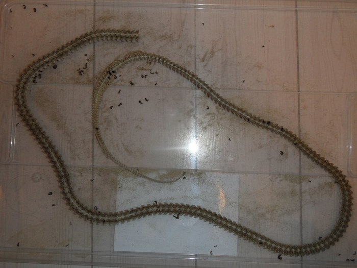 le serpent d ocean история